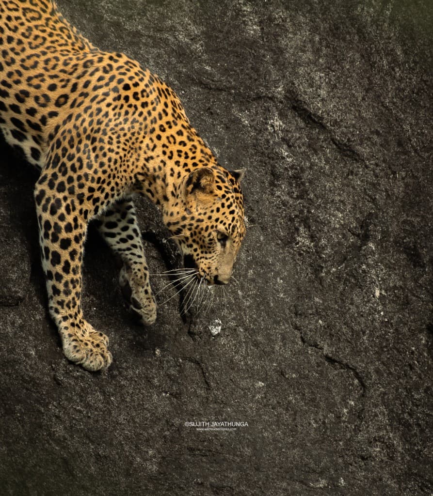 Wild Encounters at Yala National Park